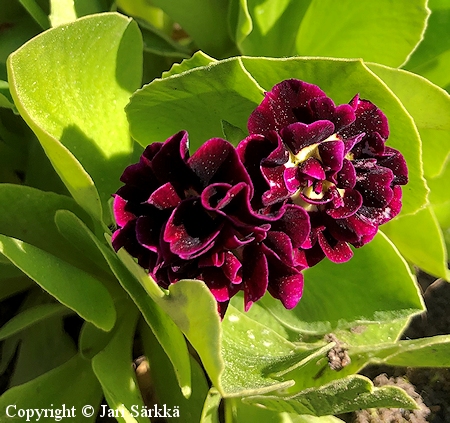 Primula x pubescens 'Camelot', pihaesikko